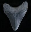 Megalodon Tooth #6989-2